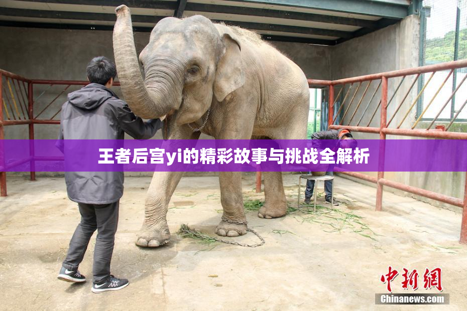 王者后宫yi的精彩故事与挑战全解析