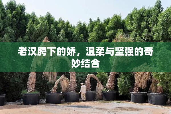 老汉胯下的娇，温柔与坚强的奇妙结合