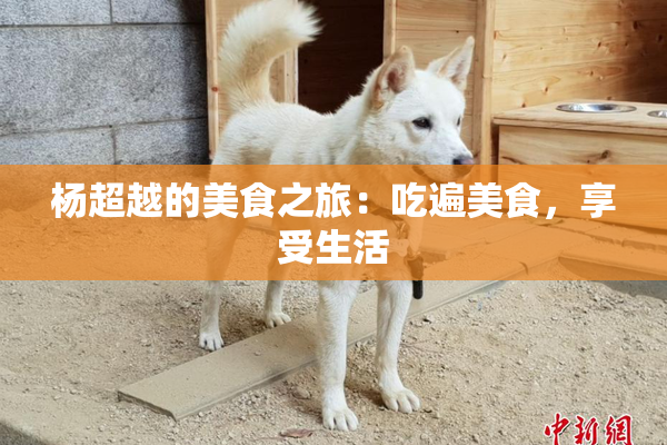 杨超越的美食之旅：吃遍美食，享受生活