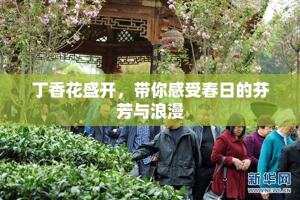 丁香花盛开，带你感受春日的芬芳与浪漫