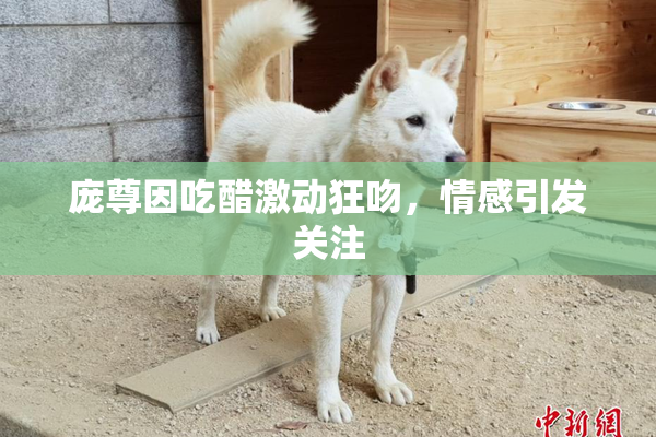 庞尊因吃醋激动狂吻，情感引发关注