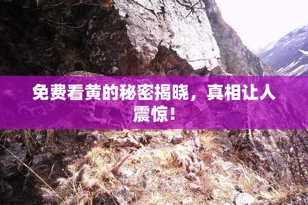 免费看黄的秘密揭晓，真相让人震惊！