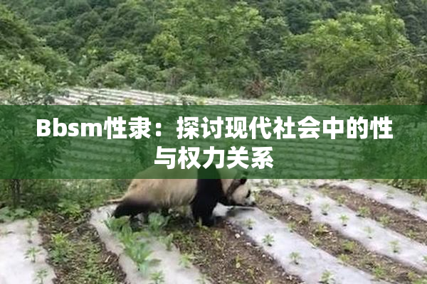 Bbsm性隶：探讨现代社会中的性与权力关系