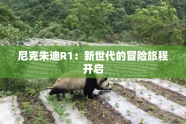 尼克朱迪R1：新世代的冒险旅程开启