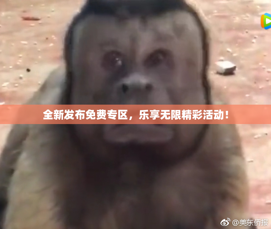 全新发布免费专区，乐享无限精彩活动！