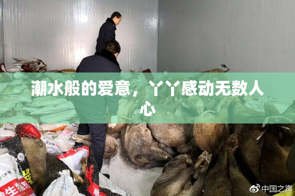 潮水般的爱意，丫丫感动无数人心