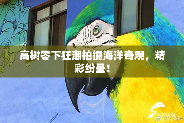 高树零下狂潮拍摄海洋奇观，精彩纷呈！