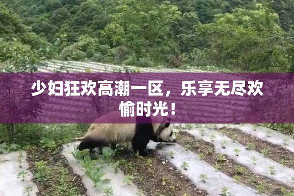 少妇狂欢高潮一区，乐享无尽欢愉时光！