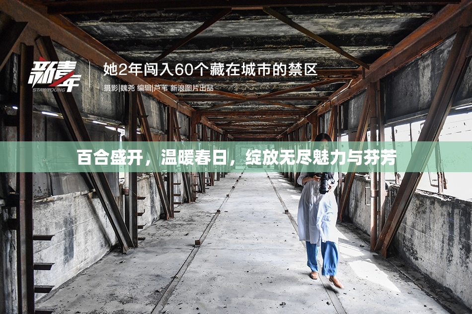 百合盛开，温暖春日，绽放无尽魅力与芬芳