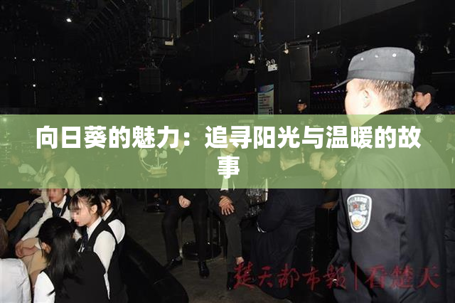 向日葵的魅力：追寻阳光与温暖的故事