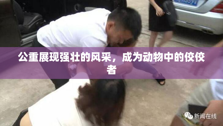 公重展现强壮的风采，成为动物中的佼佼者