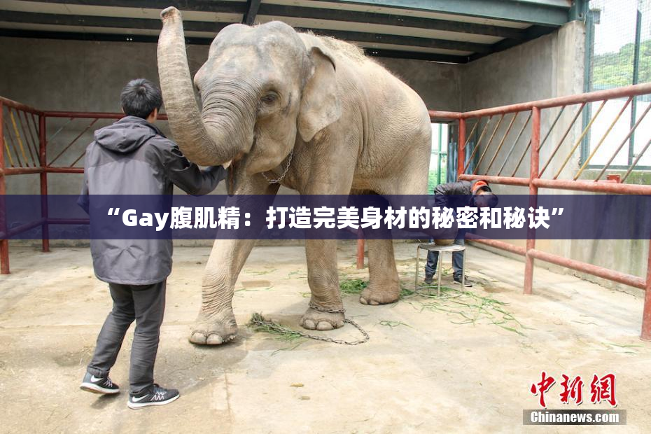 “Gay腹肌精：打造完美身材的秘密和秘诀”