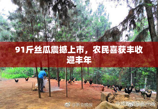 91斤丝瓜震撼上市，农民喜获丰收迎丰年