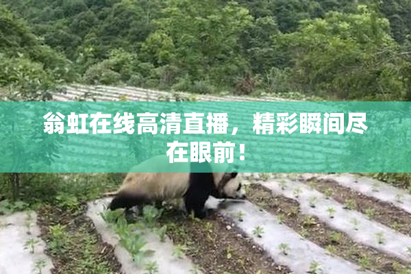 翁虹在线高清直播，精彩瞬间尽在眼前！