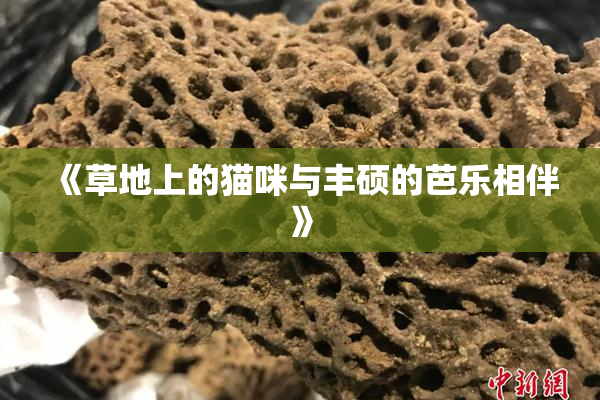 《草地上的猫咪与丰硕的芭乐相伴》