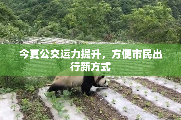 今夏公交运力提升，方便市民出行新方式