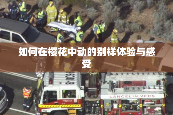 如何在樱花中动的别样体验与感受