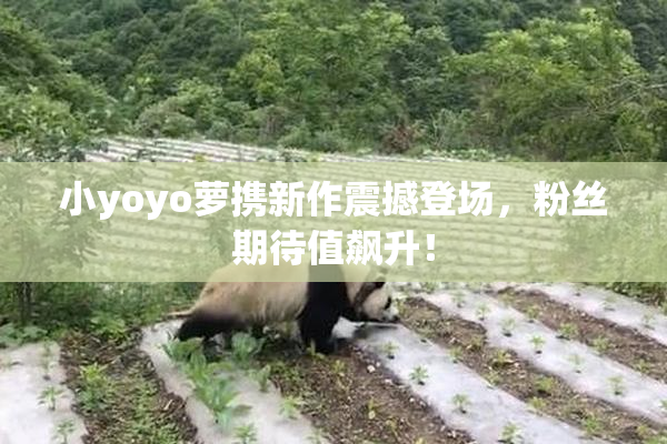小yoyo萝携新作震撼登场，粉丝期待值飙升！