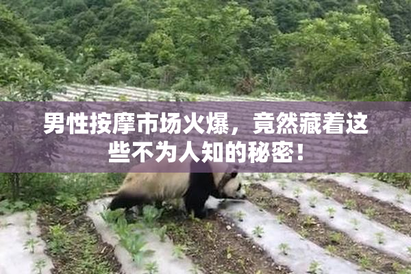 男性按摩市场火爆，竟然藏着这些不为人知的秘密！