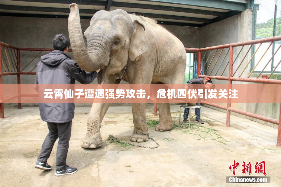云霄仙子遭遇强势攻击，危机四伏引发关注