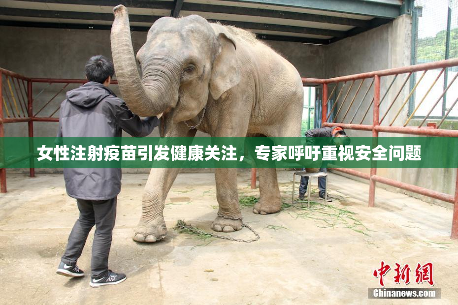 女性注射疫苗引发健康关注，专家呼吁重视安全问题