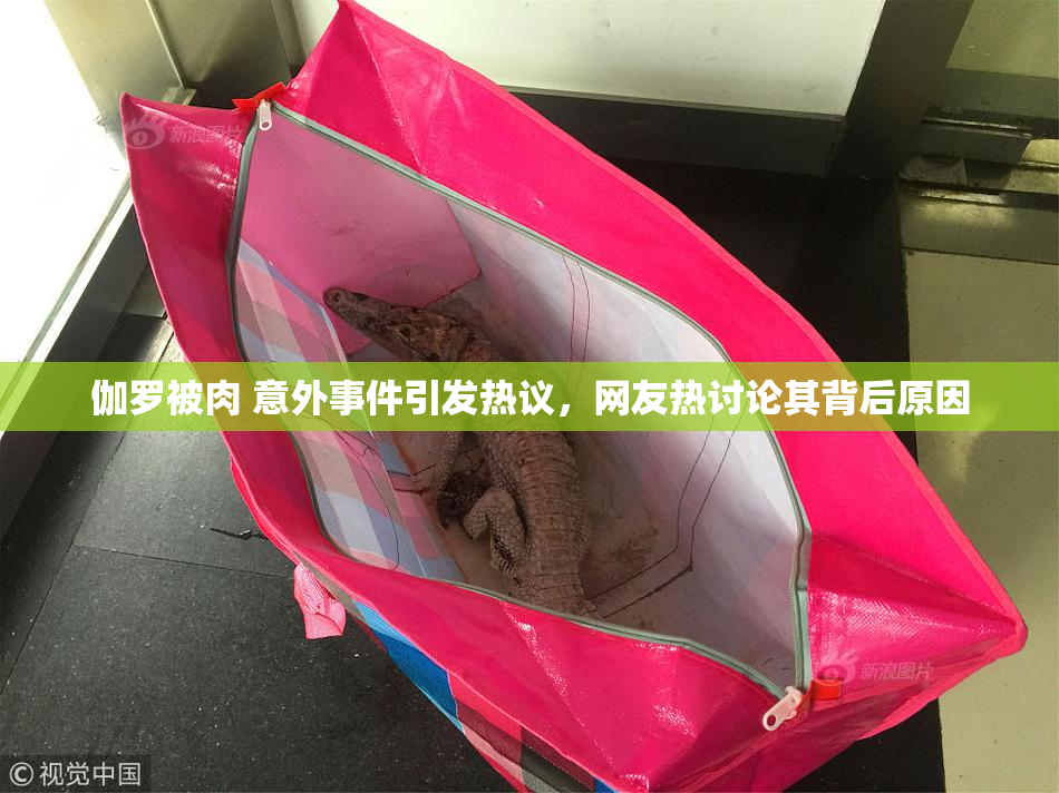 伽罗被肉 意外事件引发热议，网友热讨论其背后原因