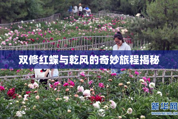 双修红蝶与乾风的奇妙旅程揭秘