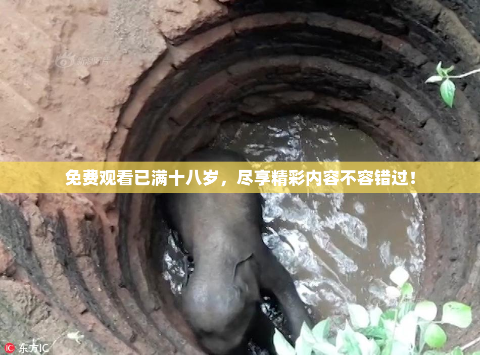 免费观看已满十八岁，尽享精彩内容不容错过！