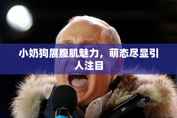 小奶狗展腹肌魅力，萌态尽显引人注目