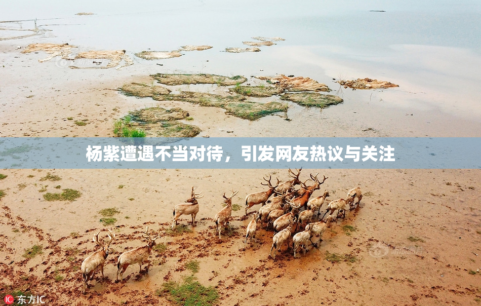 杨紫遭遇不当对待，引发网友热议与关注