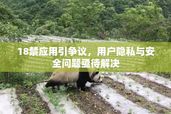 18禁应用引争议，用户隐私与安全问题亟待解决