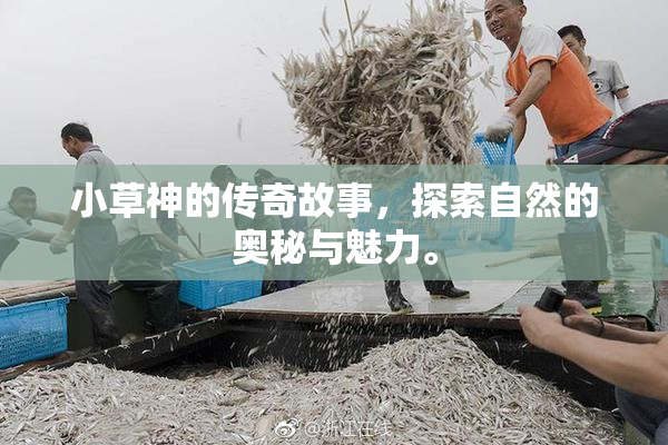 小草神的传奇故事，探索自然的奥秘与魅力。