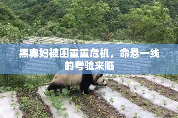 黑寡妇被困重重危机，命悬一线的考验来临