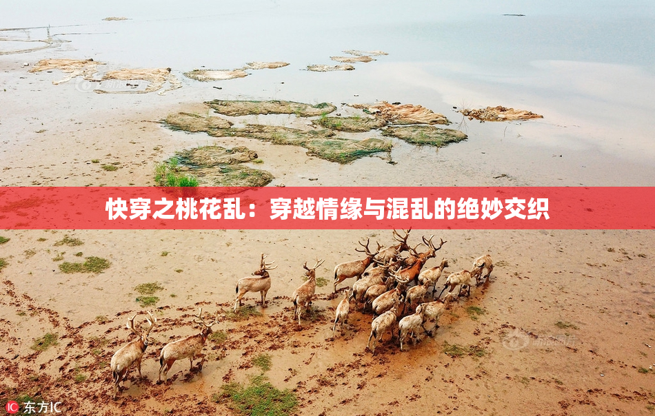 快穿之桃花乱：穿越情缘与混乱的绝妙交织