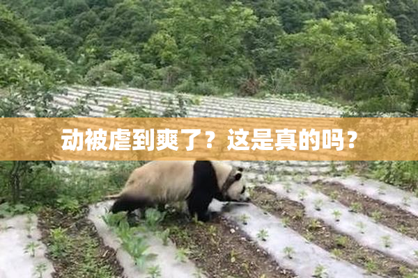 动被虐到爽了？这是真的吗？