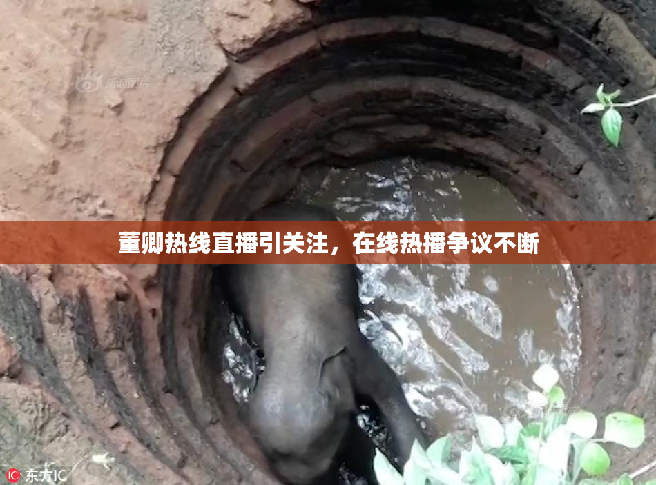 董卿热线直播引关注，在线热播争议不断