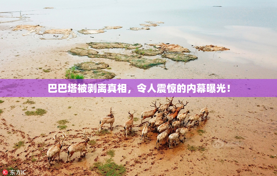 巴巴塔被剥离真相，令人震惊的内幕曝光！