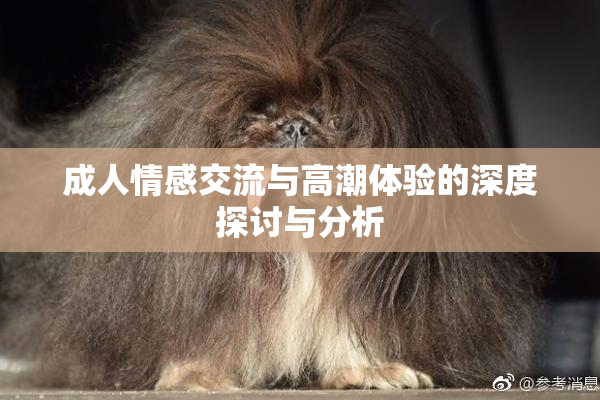成人情感交流与高潮体验的深度探讨与分析