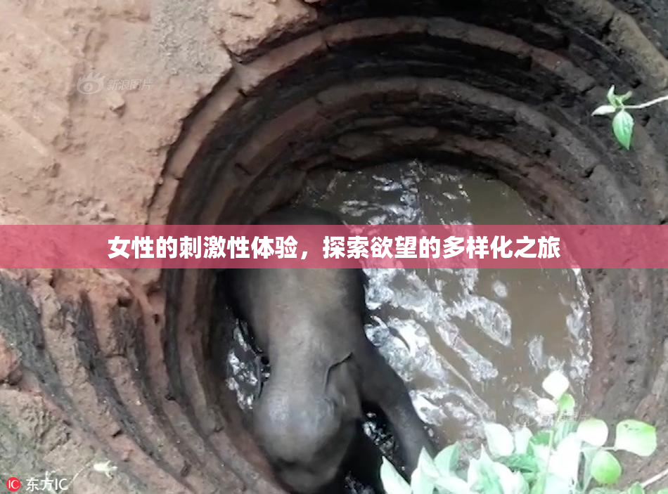 女性的刺激性体验，探索欲望的多样化之旅