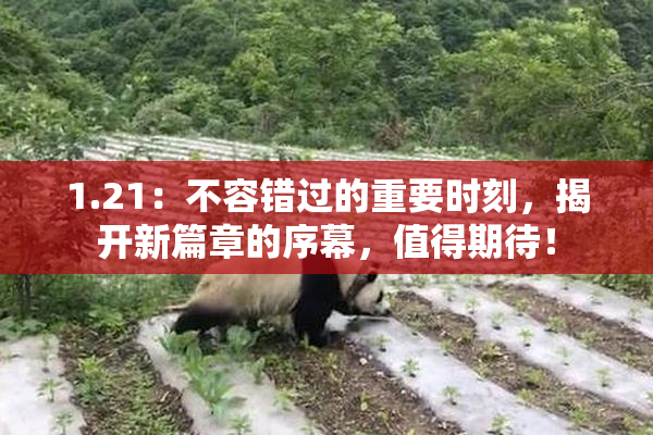 1.21：不容错过的重要时刻，揭开新篇章的序幕，值得期待！
