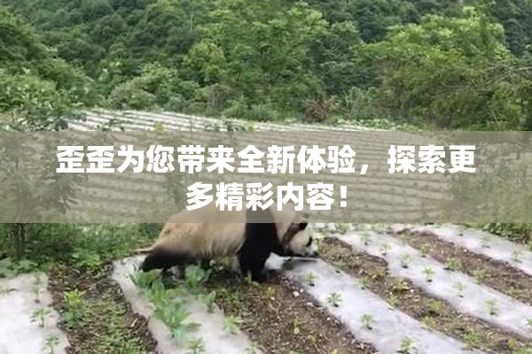 歪歪为您带来全新体验，探索更多精彩内容！
