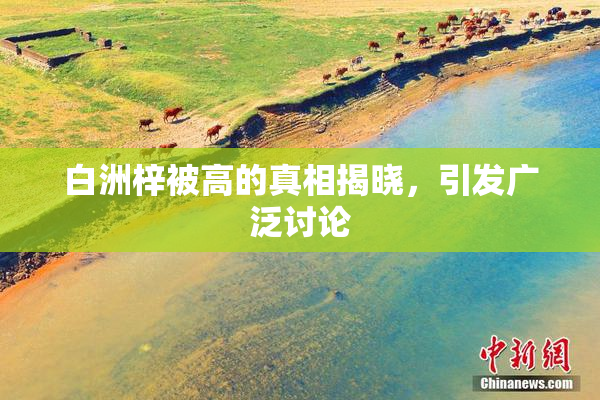 白洲梓被高的真相揭晓，引发广泛讨论