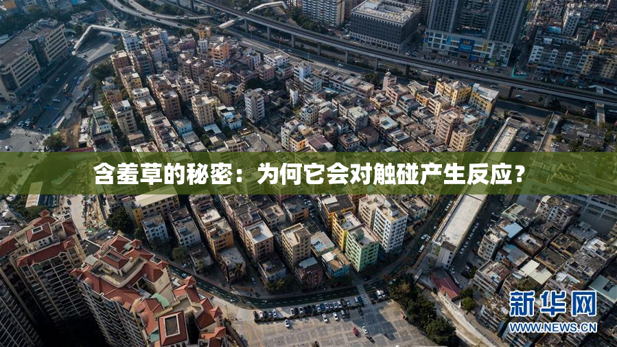 含羞草的秘密：为何它会对触碰产生反应？