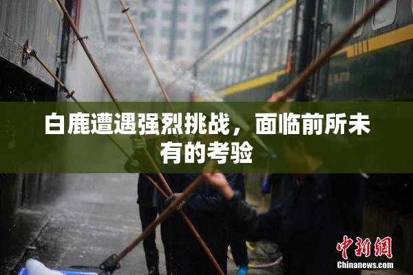 白鹿遭遇强烈挑战，面临前所未有的考验