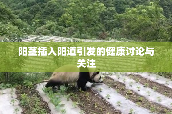 阳茎插入阳道引发的健康讨论与关注