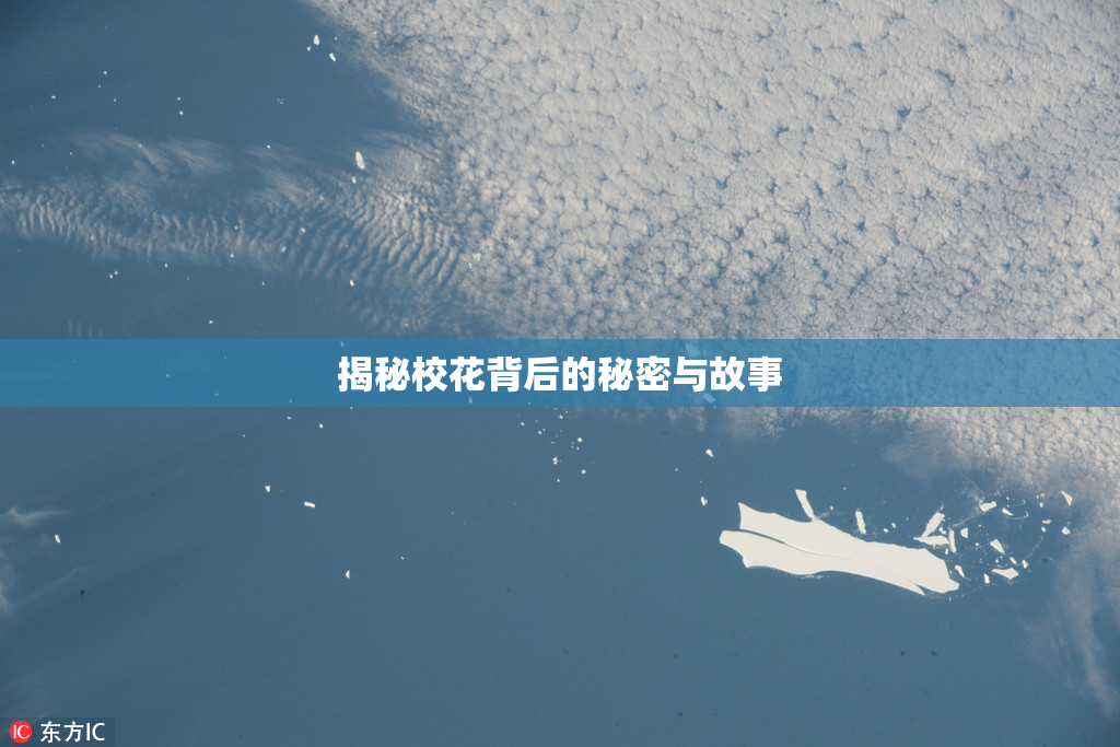 揭秘校花背后的秘密与故事