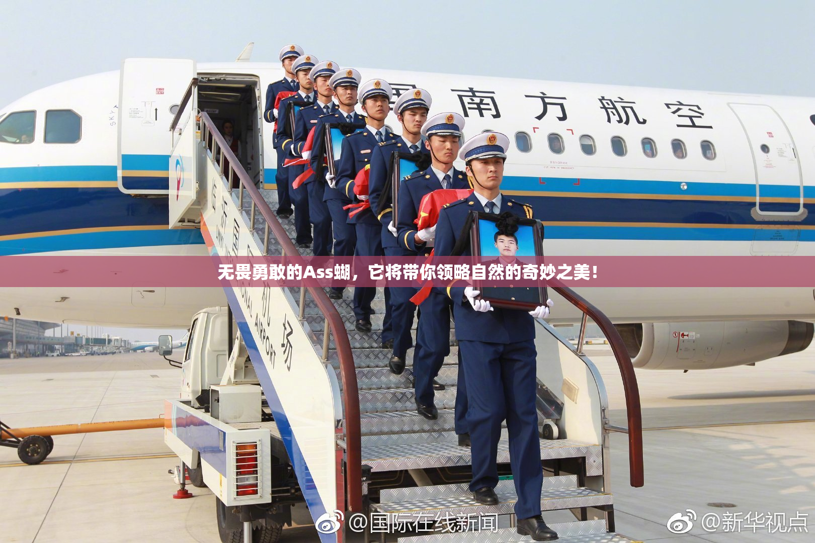 无畏勇敢的Ass蝴，它将带你领略自然的奇妙之美！