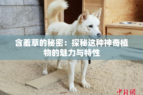含羞草的秘密：探秘这种神奇植物的魅力与特性