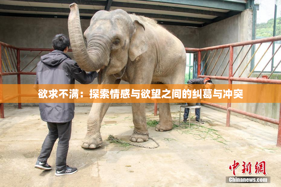 欲求不满：探索情感与欲望之间的纠葛与冲突