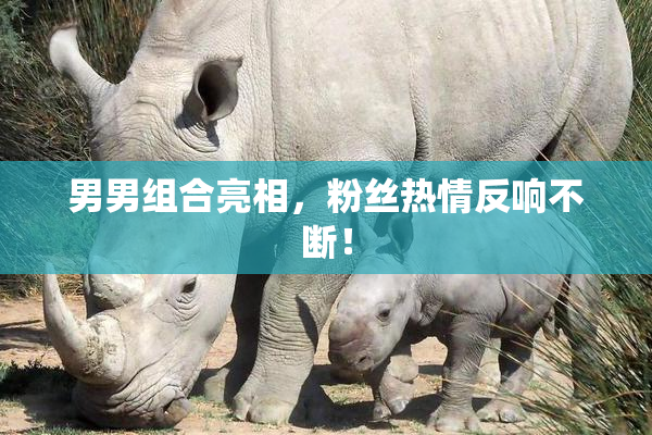 男男组合亮相，粉丝热情反响不断！